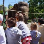 Знакомимся со слоном