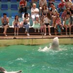 в дельфинарии