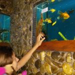 Вот какие рыбки