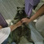 енототерапия