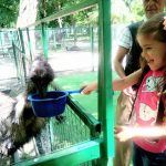 кормим страуса